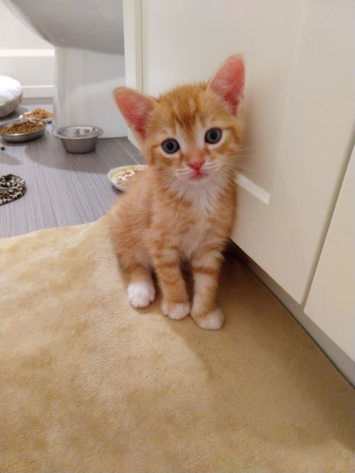 Fred Weasley