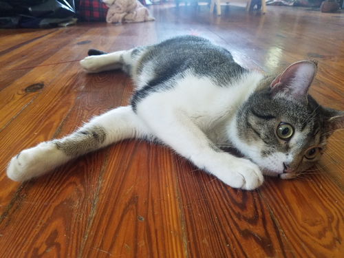 Pete the Cat