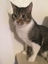 Pete the Cat