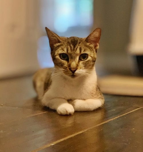 Cheddar