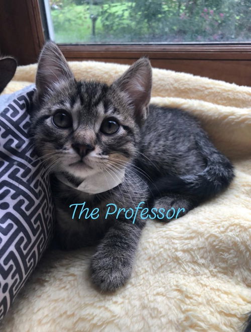 The Professor