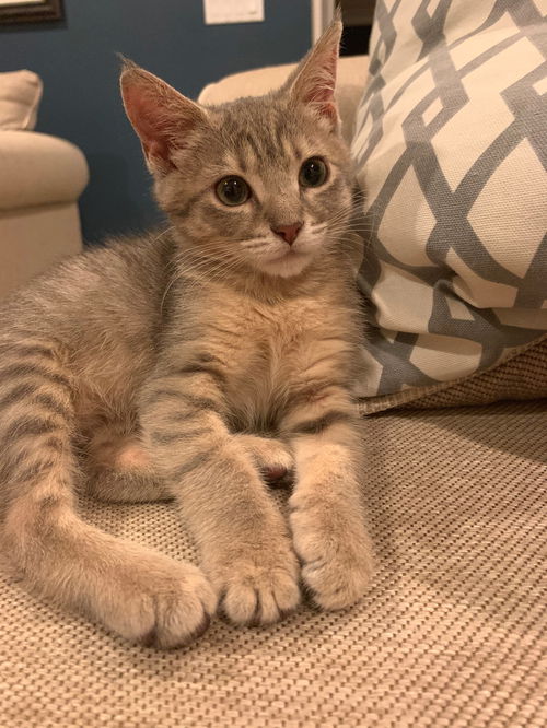 Pixie