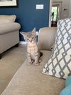 Pixie