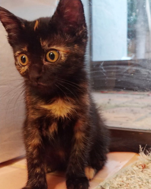 Mochi