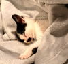 Pongo