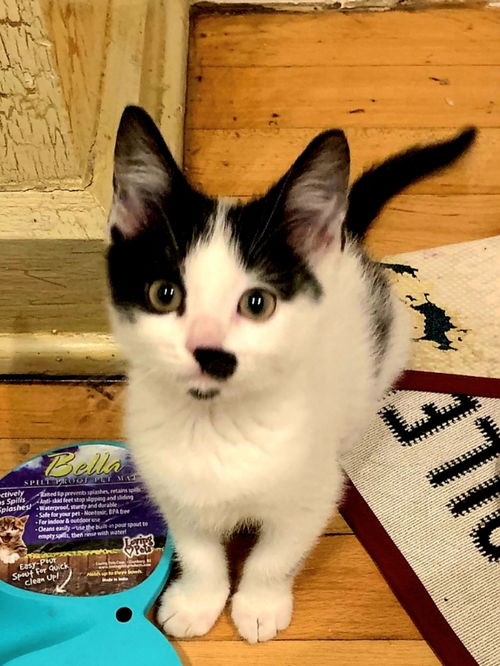 Pongo