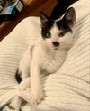 Pongo