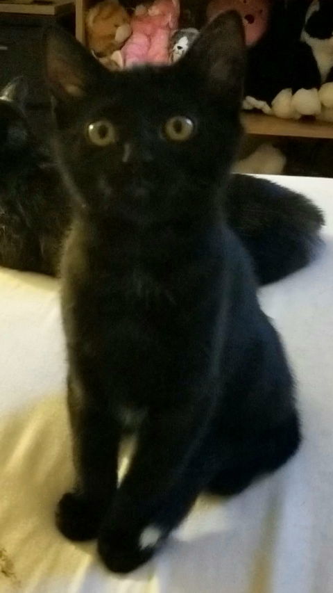 Cheerio