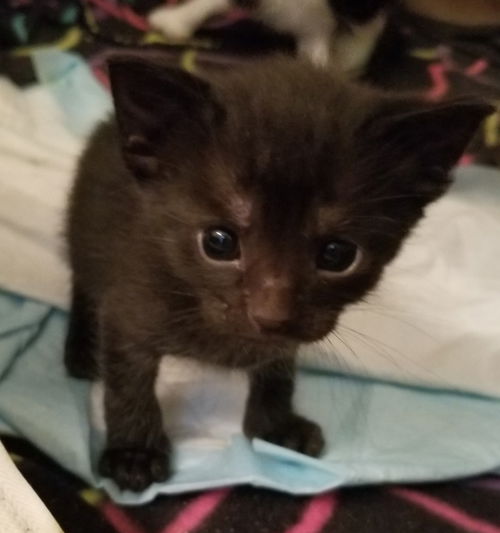Porter