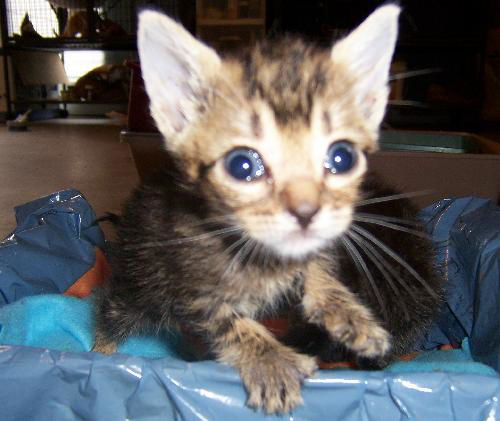 Little Kit