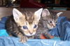 Little Kit