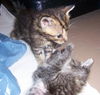 Little Kit
