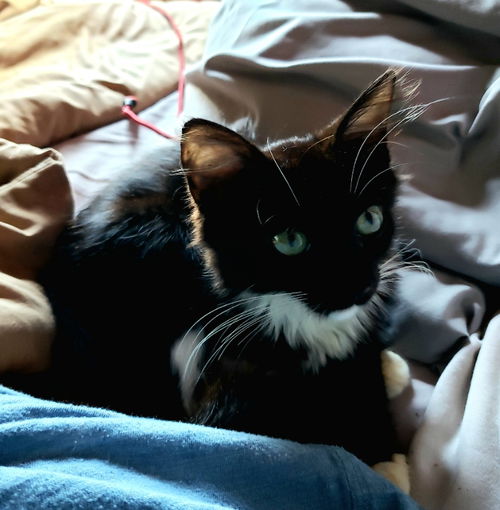 Little Luna 2019