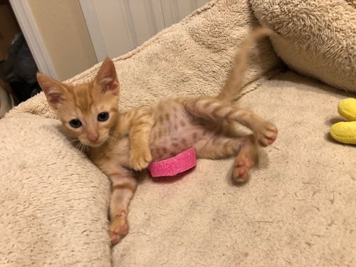 Dobby