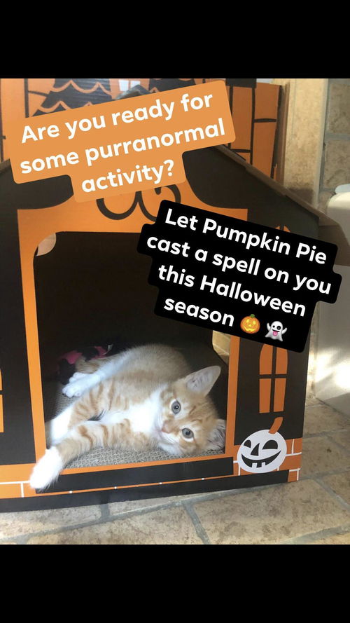 Pumpkin Pie