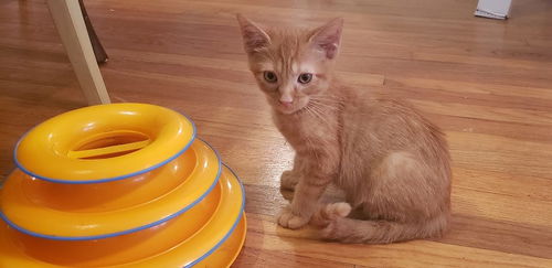 Pumpkin Pie