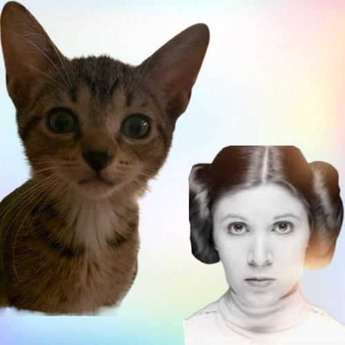 Princess Leia