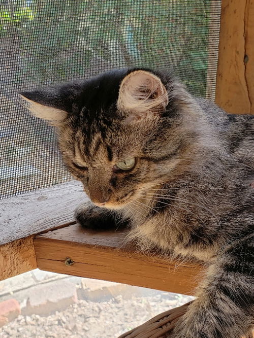 Max 2019