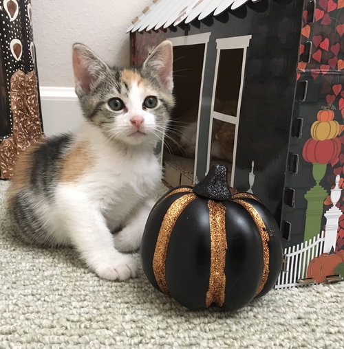Cora