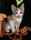 Cora