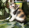 Cora