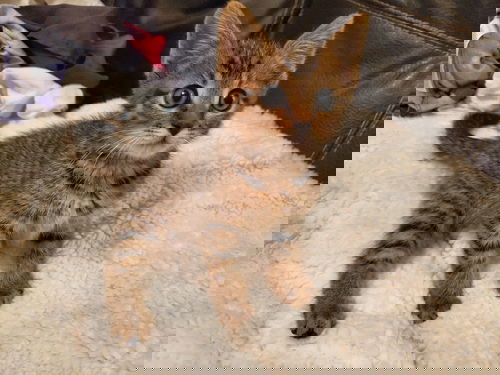 Tigger