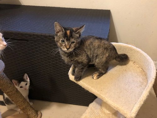 Piper