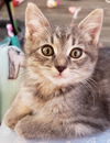 Mittens