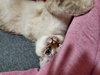 Cocoa