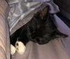 Sox