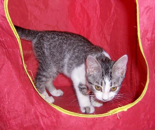Moxy