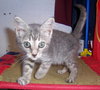 Munchkin (aka Bridgit)
