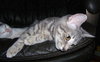 Munchkin (aka Bridgit)
