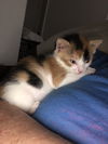 Pixie