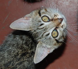Mickey