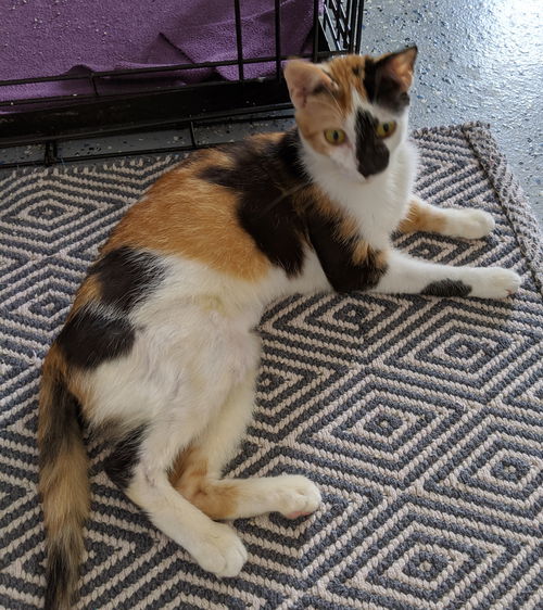 Lulu
