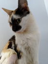 Lulu