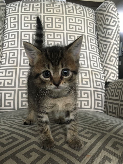 Milli