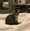Milli