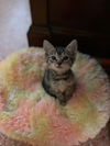 Lucy