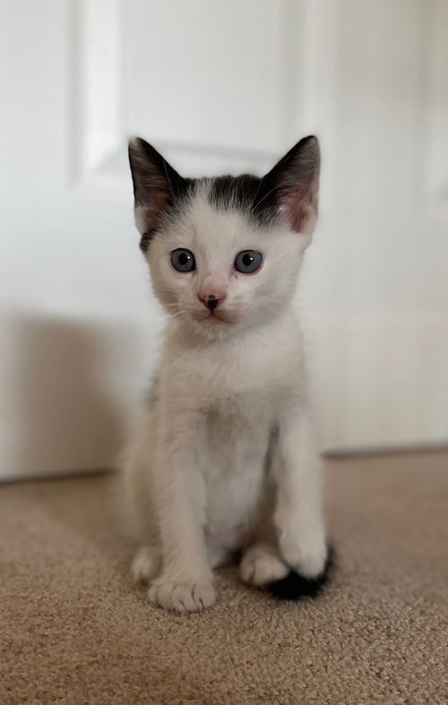 Dewey