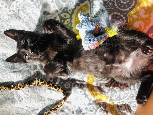 Domino