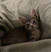 Linus