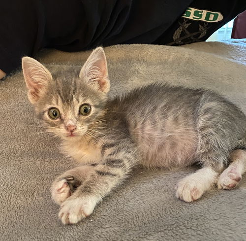 Linus
