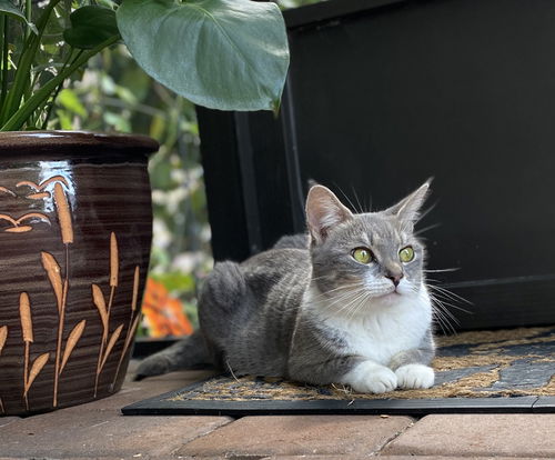 Cate