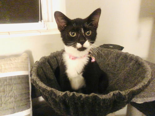 Domino
