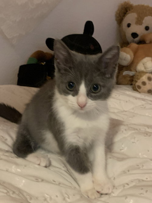Mouse