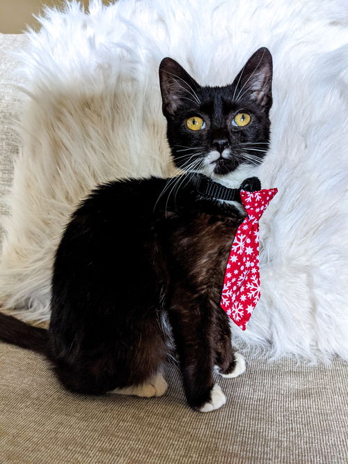 Domino