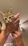 Loki