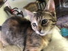 Evie